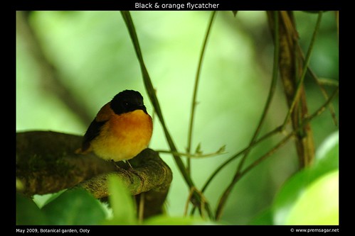Black &amp; Orange flycatcher Botanical garden 1