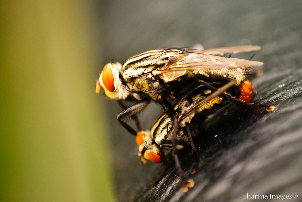 Fly Mating