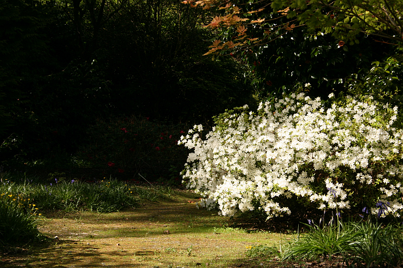Pathway in an Irish Garden in Spring