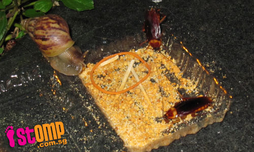  Snails and cockroaches share feast on muah chee leftovers