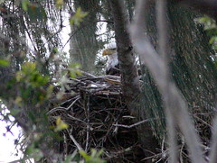 Eaglet's head visible January 27, 2009
