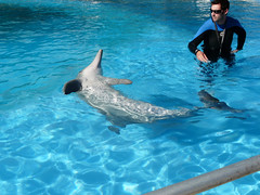 dolphin_instructor