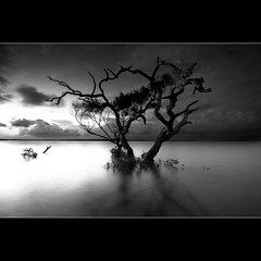 A lone tree is a monument to its tenacity to s...