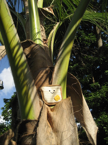 Mr. Toastee enjoys the sun in a Palm Tree in Nassau, New Providence, Bahamas.