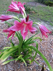Crinum lily finally blooms