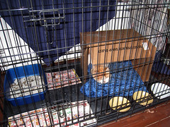 mugsy caged