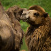 Camels at the Zoo