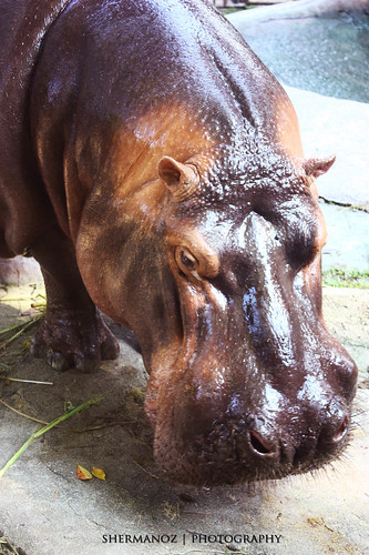 Shermanoz - Hippo 2