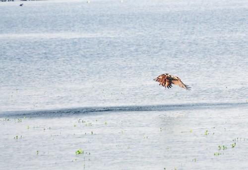 osprey splash