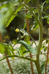 Tomato and Basil Plants