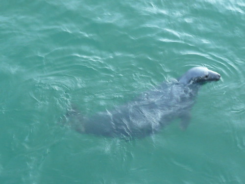 Seals in The Harbour at St.Ives,Cornwall (3)