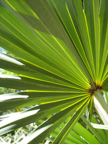 Silver saw palmetto by Gardening in a Minute