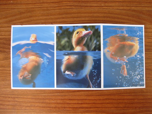 Duck folding postcard, open front