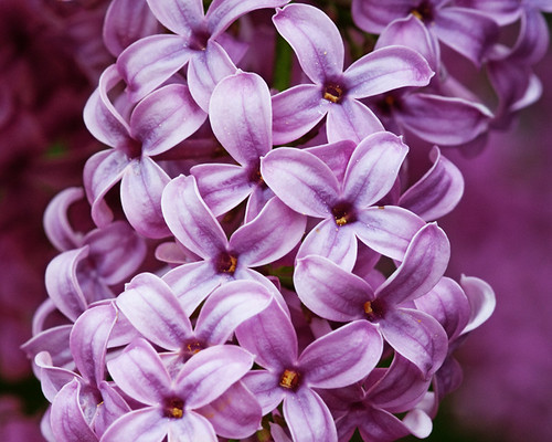 Lilacs by Pop38/ 
