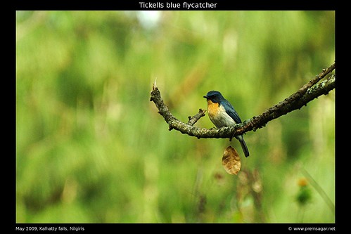 Tickells blue flycatcher 3
