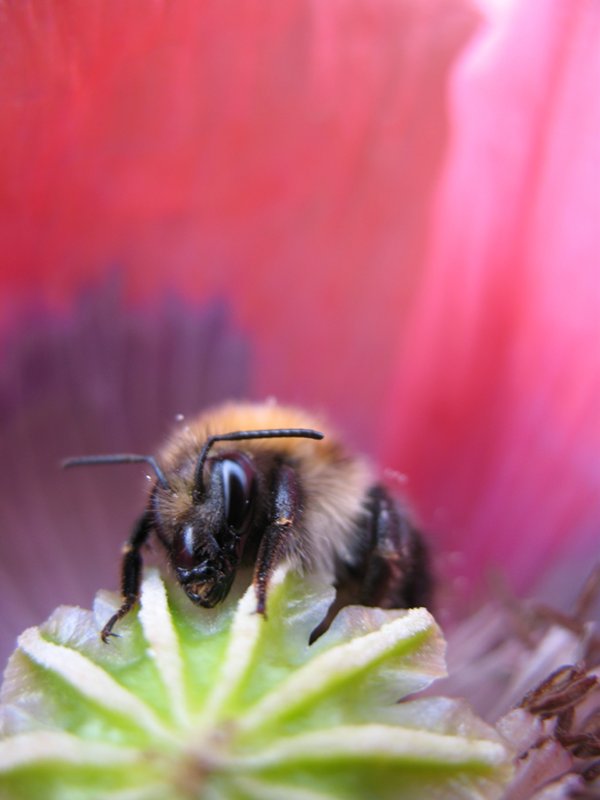 Bee in Poppy
