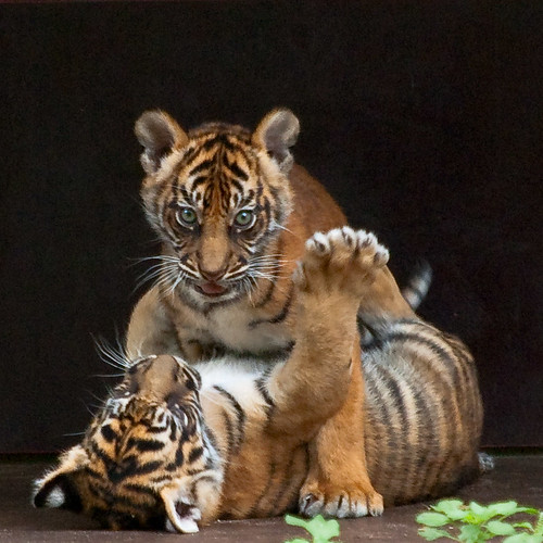 Pics Of Tigers Cubs. tiger cubs