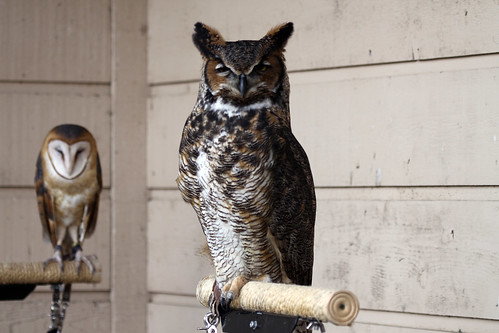 Great Horned Owl and Barn Owl