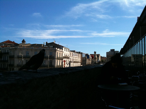 Montpellier pigeon