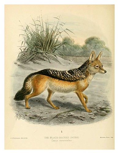 001-Chacal de espalda negra-Dogs jackals wolves and foxes…1890- J.G. Kulemans