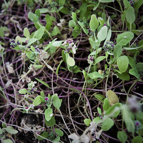 quinoa seedlings
