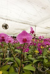 army of orchids