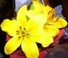 Mother's Day Lily