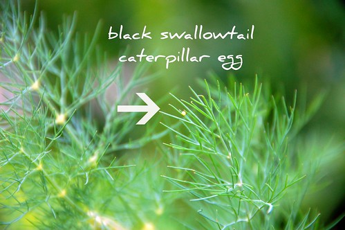 black swallowtail egg