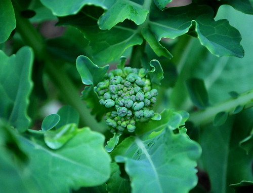 Piracicaba Broccolie 2