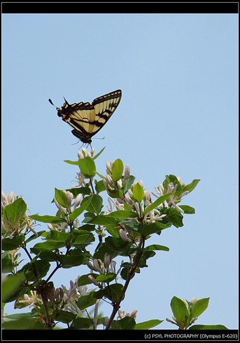 Eastern Tiger Swallowtail (Papilio glaucus) 4