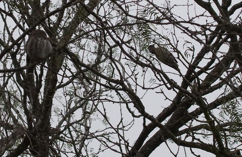 Pygmy and Woodpecker