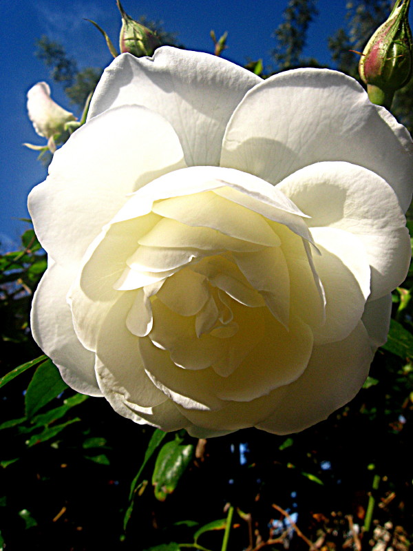 13-2-2009-white-rose-in-pinkas2