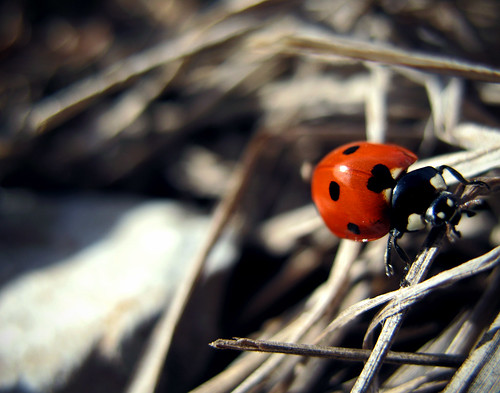 Ladybug:  February 9, 2009