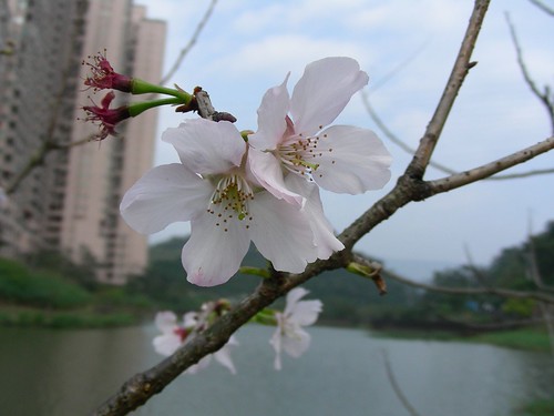 金龍湖-櫻花