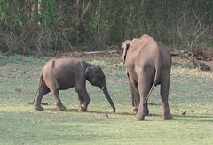 Kabini baby Elephant