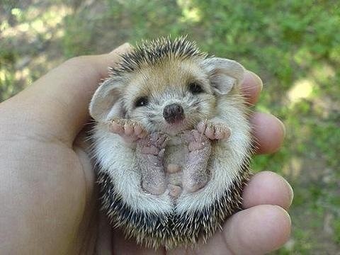 Hedgehog Ears!