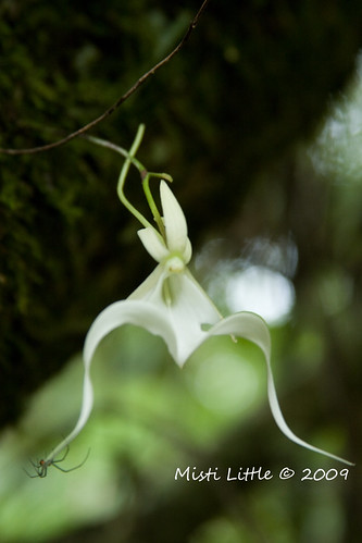 ghost orchid with spider copy