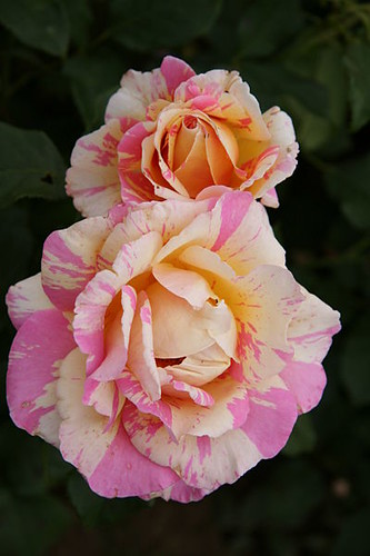 Claude Monet rose