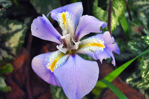 165-365 Winter Iris