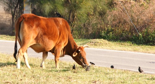 Panpan TW 拍攝的 西園-鳥與牛。