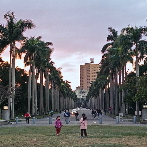 椰林大道 - Royal Palm Boulevard of National Taiwan University.