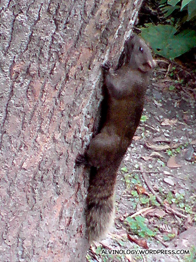 Fat squirrel 1