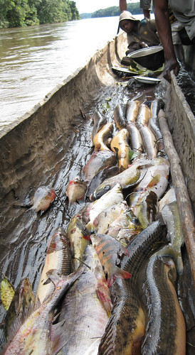 Lomami fisherman's pirogue