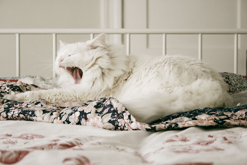 Cat Yawning Simplemoth