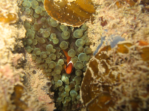 Tomato clown anemonefish