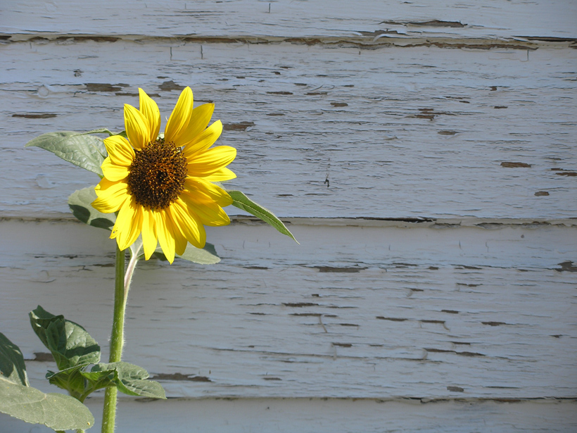 Wall with Sunflower