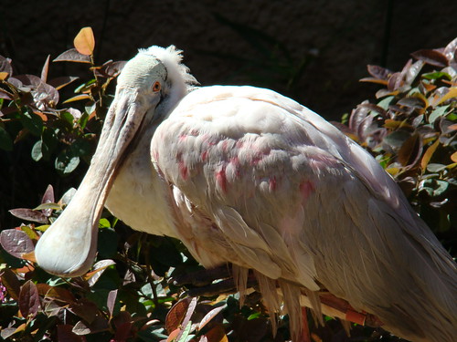 Roseate Spoonbill at the Los Angeles Zoo