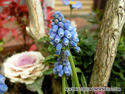 Petit bottle-shaped blue flowers