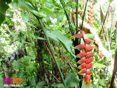 Celebrate nature, the Senapang Trail way