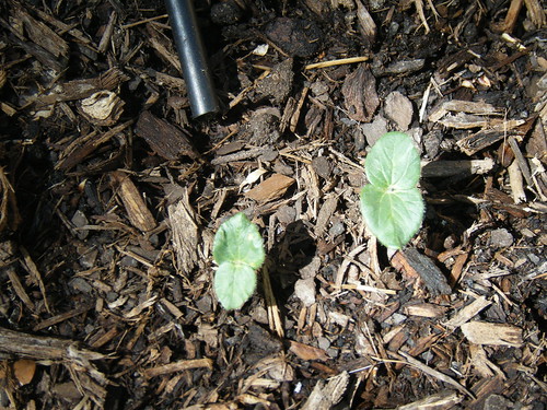 Okra Sprout Picture